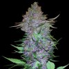 Sensi Seeds Purple Skunk Automatic semena neobsahují THC 10 ks