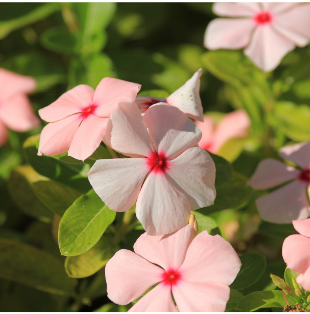 Katarant Apricot F1 - Catharanthus - predaj semien - 30 ks