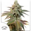 Dutch Passion Auto Kerosene Krash semena neobsahují THC 100 ks