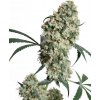 Sensi Seeds Ed Rosenthal Super Bud regular semena neobsahují THC 10 ks