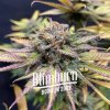 Blimburn Seeds Cannabis Seeds Jealousy Feminizované 9 ks