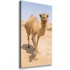 Vertikálny foto obraz na plátne Ťava na púšti 50x100 cm