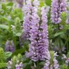 Kocúrnik Nepeta nervosa semená 15 ks