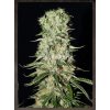 Strain Hunters Damnesia neobsahuje THC 3 semena
