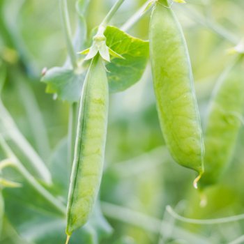 Hrach dreňový Maxigolt - Pisum sativum - semená hrachu - 10 g