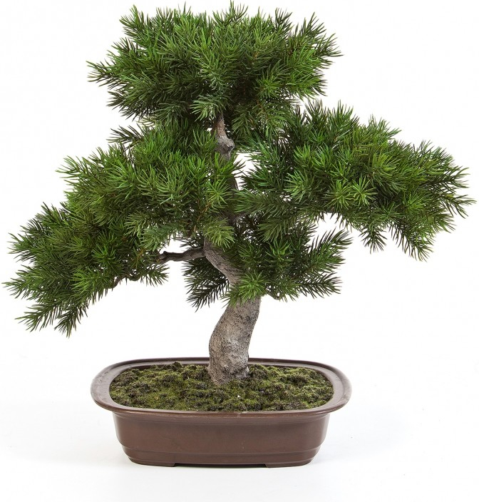 Bonsai borovica pínia v kvetináči, 48 cm