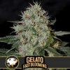 Blimburn Seeds Cannabis Seeds Gelato Fast Blooming Feminized 3 ks