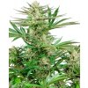 Sensi Seeds Malibu OG Gold Research semena neobsahují THC 5 ks