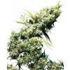 Sensi Seeds Cannabis Seeds Jamaican Pearl® Feminized, 3-10 ks 10 ks