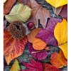 DIMEX fototapeta Jesenné listy MS-3-0112 - 225 x 250 cm (150g VLIES - LEPIDLO ZADARMO)