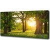 Foto obraz na plátne Stromy v parku 100x50 cm