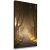 Vertikálny foto obraz na plátne Chodník v lese 50x100 cm