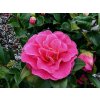 Kamélia japonská Rosedale´s Beauty, výška 60-80 cm, kvetináč 7 l