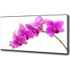Foto obraz na plátne Ružová orchidea 100x50 cm