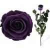 Stabilizovaná ruža - fialová (Voľné balenie , purple)