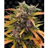 Barney's Farm Gorilla Glue Auto neobsahuje THC 3 ks