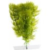 JK Animals Anacharis 13-16 cm