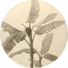 Komar Samolepiaca vliesová fototapeta Dot Banana Plant pr. 125 cm