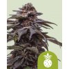 Royal Queen Seeds Semená kanabisu Tropicana Cookies Purple Auto 3 ks