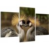 Obraz na stenu - zvieratá (Obraz 90x60cm)