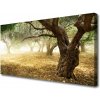 Obraz na plátne Strom tráva príroda 100x50 cm
