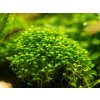 Glossostigma elatinoides (IN-VITRO Ø 7 cm)
