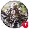 Medical Seeds Co. - Cookies Purple Punch 3 ks - Semená neobsahujú THC