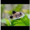 Pancierniček panda 20 ks - Corydoras panda