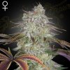 Green House Seed - AlienZ 3 ks - semená neobsahujú THC