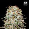 Bulk Seed Bank - Auto East Ryder 5 ks - Semená neobsahujú THC