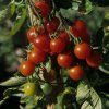 Previsnutá paradajka Tom Red - Solanum lycopersicum - semená - 8 ks