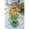 Echinacea ´ Sombrero Orange ´ Clt.3,5