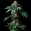 Barney´s Farm - Mendo Breath 3 ks - Semienka neobsahujú THC