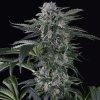 Silent Seeds Cannabis Seeds Moby Dick Auto Feminized 3 ks