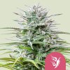 Royal Queen Seeds - Speedy Chile Fast Version 10 ks - Semená neobsahujú THC.