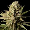 Seedsman Gorilla Gas F1 Fast semena neobsahují THC 5 ks