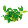 Akvaland.sk Anubias nana Bonsai