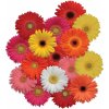 GERBERA JAMESONII do kvetináčov, REVOLUTION MIX SELECT IMPROVED, 1000 semien
