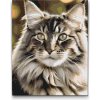 Vymalujsisam.sk Maľovanie podľa čísiel - Mainská mývalia mačka Veľkosť: 40x50cm, Rám: Na kartónovej doske