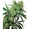 Sensi Seeds Fruity Juice regular semena neobsahují THC 10 ks