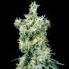 Sensi Seeds - American Dream regular 10 ks - Semienka neobsahujú THC