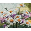 zuty Harmanček na lúke 40 x 50 cm bez rámu a bez vypnutia plátna 8596530055884