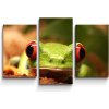 Sablio Obraz - 3-dílný Zelená žaba - 75x50 cm
