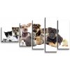 Sablio Obraz - 5-dílný Mláďatká 2 - 100x60 cm