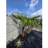 Trachycarpus fortunei v celkovej výške 230 cm s výškou kmeňa 72 cm