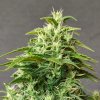 Doctor´s Choice Seeds Chronic Ryder BX Auto Feminizované 5 ks