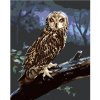 Zuty – Maľovanie podľa čísel – Sova na klade v noci (D. Rusty Rust), 40 × 50 cm, plátno + rám 8596530184492