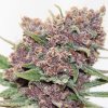Anesia Seeds - Gelato Dream 3 ks - semená neobsahujú THC