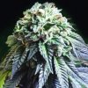 The Kush Brothers Seeds - The Dark Side 3 ks - Semená neobsahujú THC