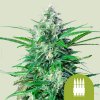 Royal Queen Seeds Royal AK Auto semenane obsahují THC 10 + 10 ks Royal AK Auto